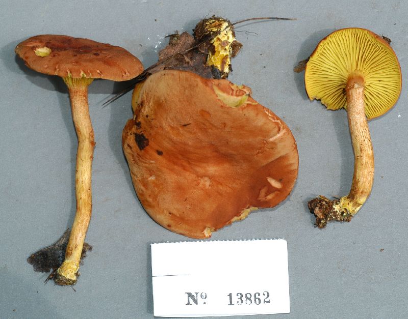 Phylloporus rhodoxanthus image